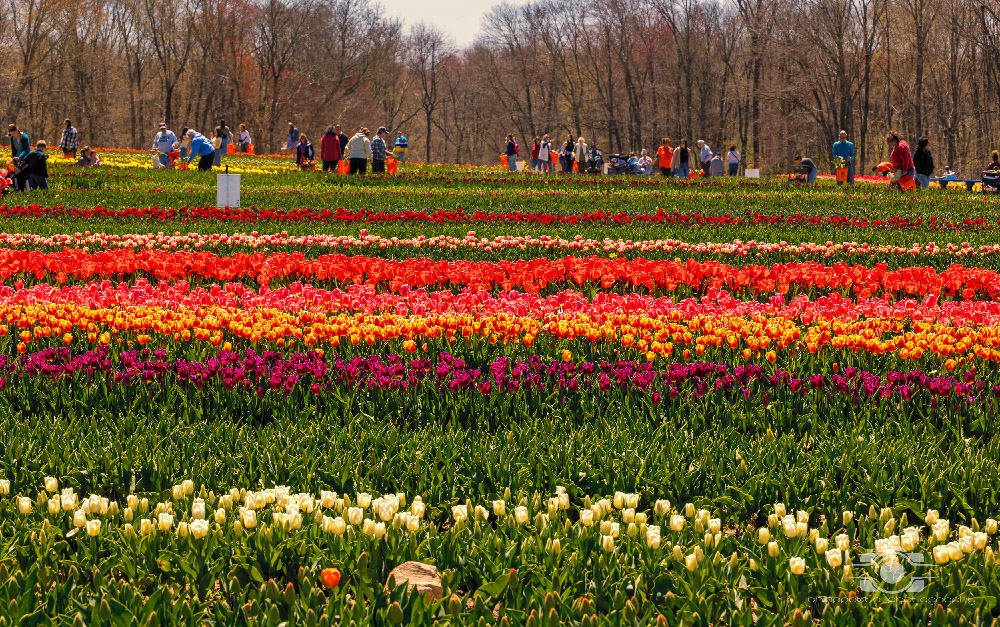 Wicked Tulips in Preston, Connecticut photo by Photo by Scott Chiappetta