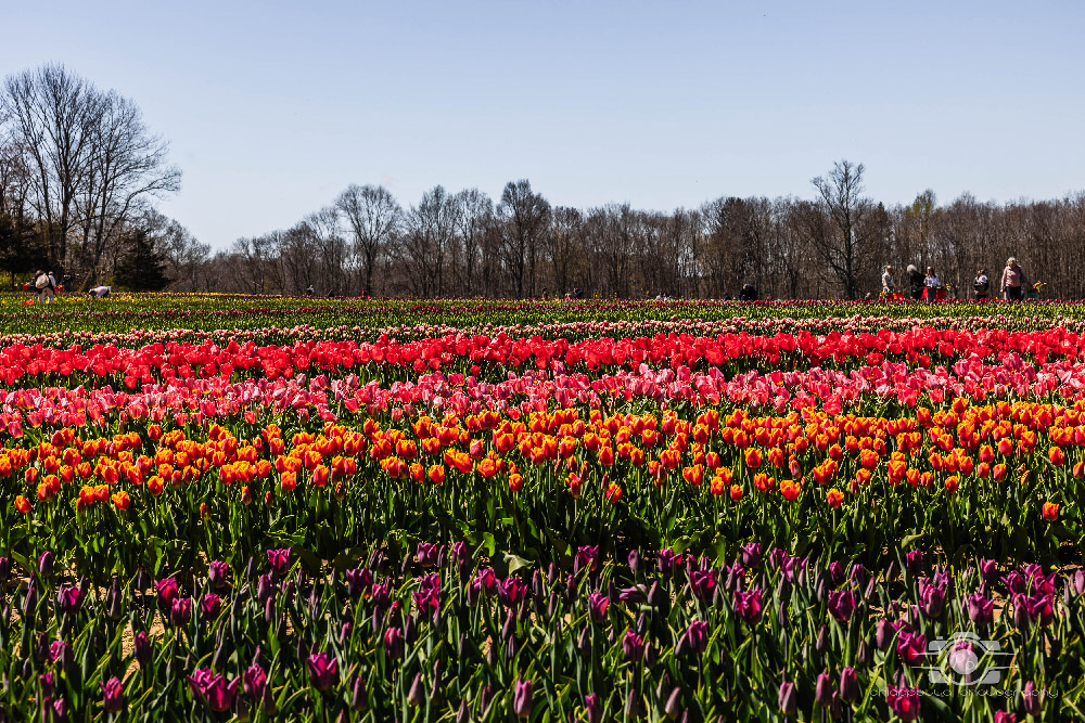 Wicked Tulips in Preston, Connecticut photo by Photo by Scott Chiappetta