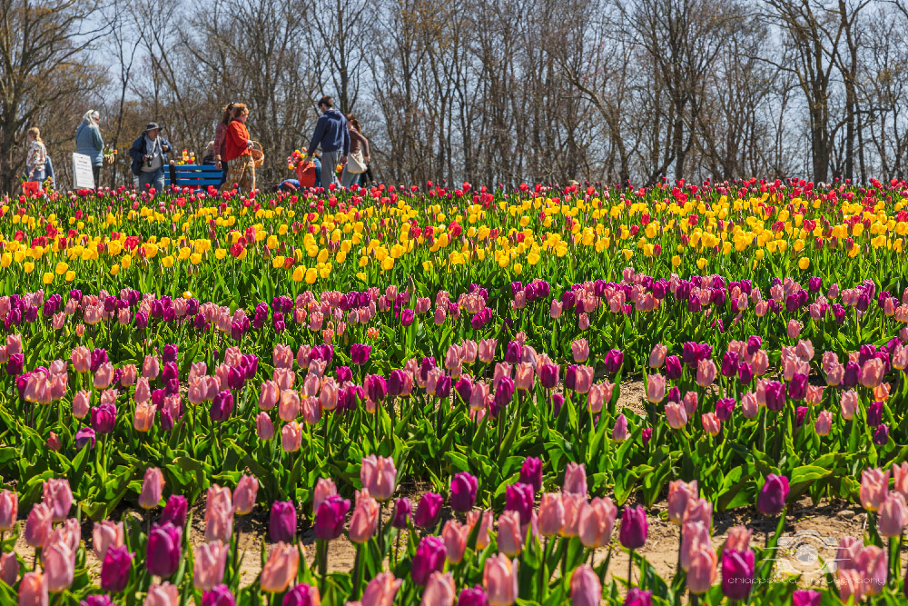 Wicked Tulips in Preston, Connecticut photo by Photo by Scott Chiappetta