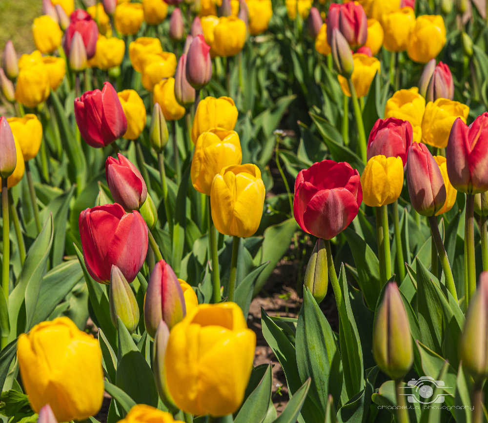 Wicked Tulips in Preston, Connecticut photo by Photo by Scott Chiappetta