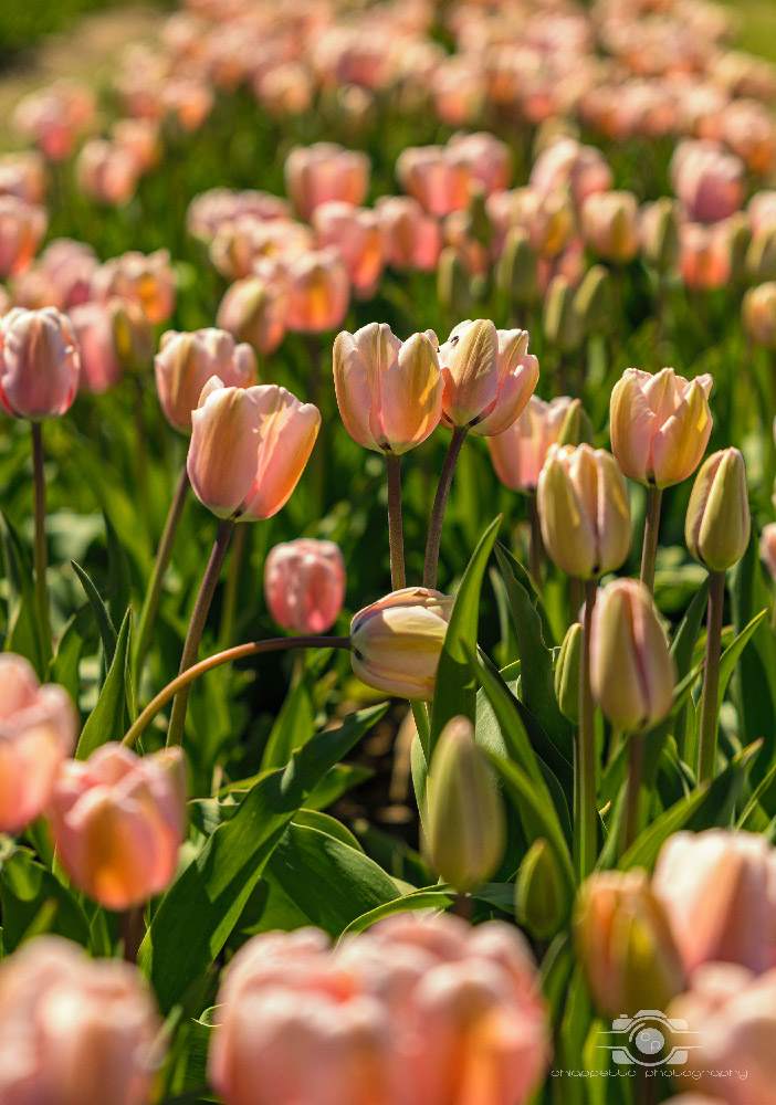 Wicked Tulips in Preston, Connecticut photo by Photo by Scott Chiappetta