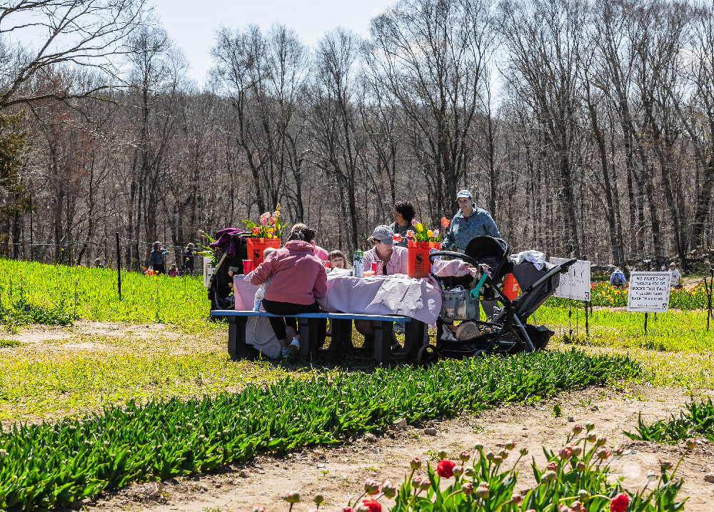 Wicked Tulips in Preston, Connecticut photo by Photo by Scott Chiappetta