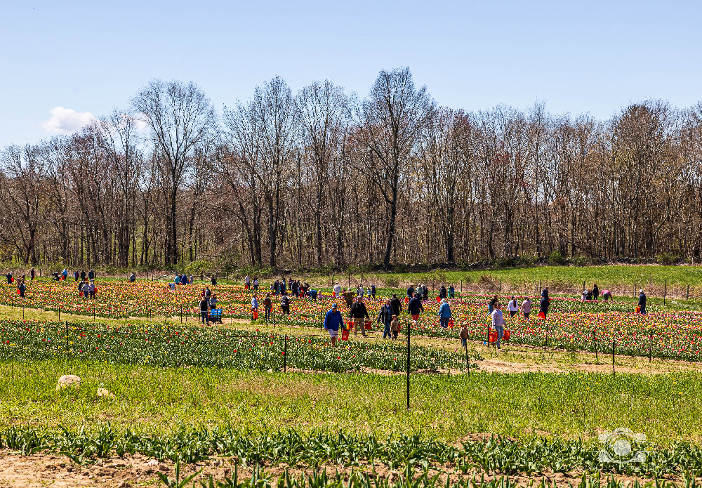 Wicked Tulips in Preston, Connecticut photo by Photo by Scott Chiappetta