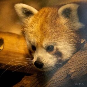 Dorji the red panda at Connecticut's Beardsley Zoo in Bridgeport, Connecticut May 2024