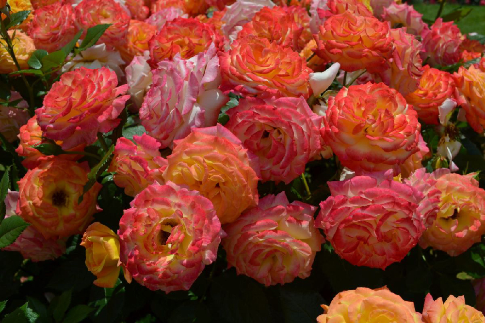 Roses at Elizabeth Park in Hartford, Connecticut