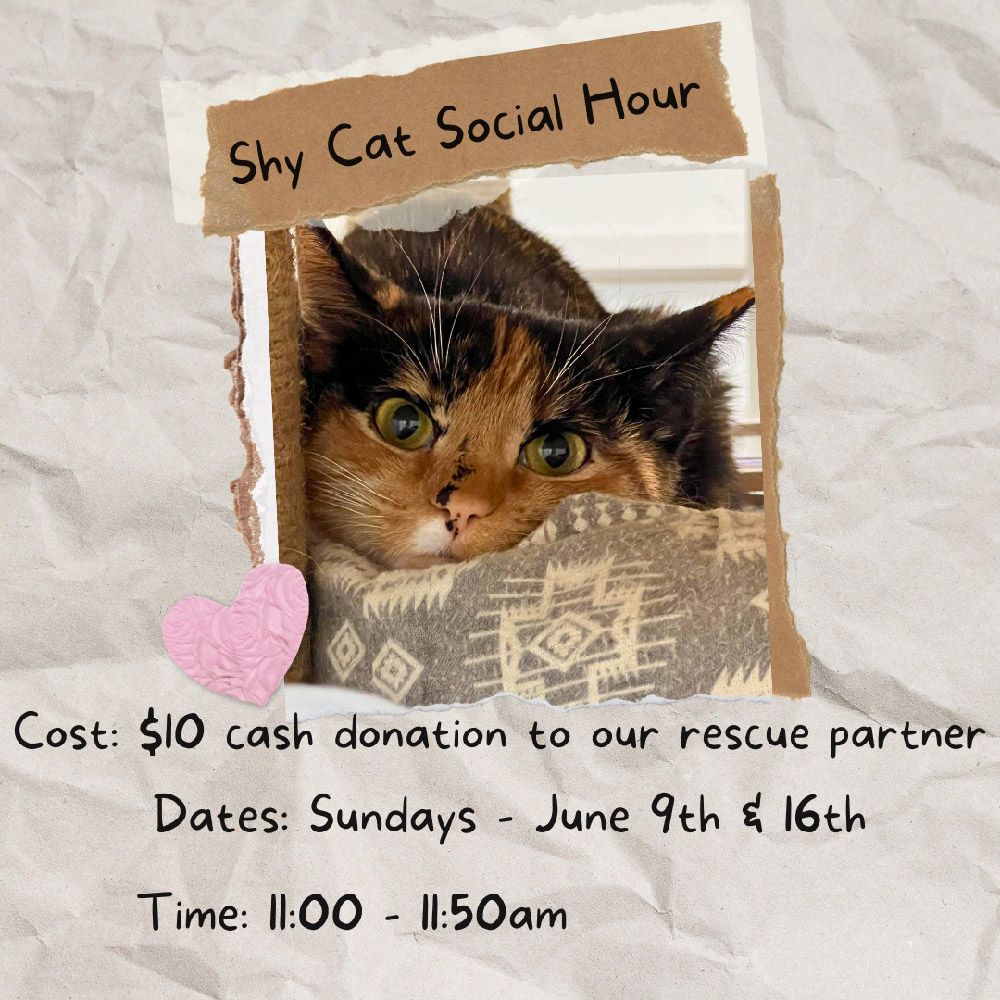 Shy cats social hour at all the single kitties in Old Saybrook, Connecticut in june 2024