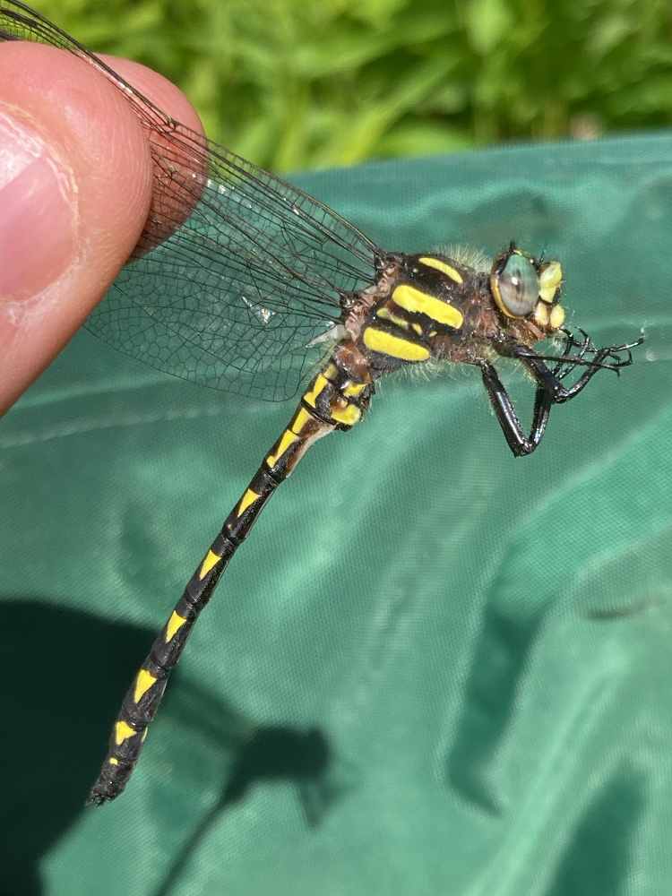 Dragonfly orbits in new preston, Connecticut in july 2024