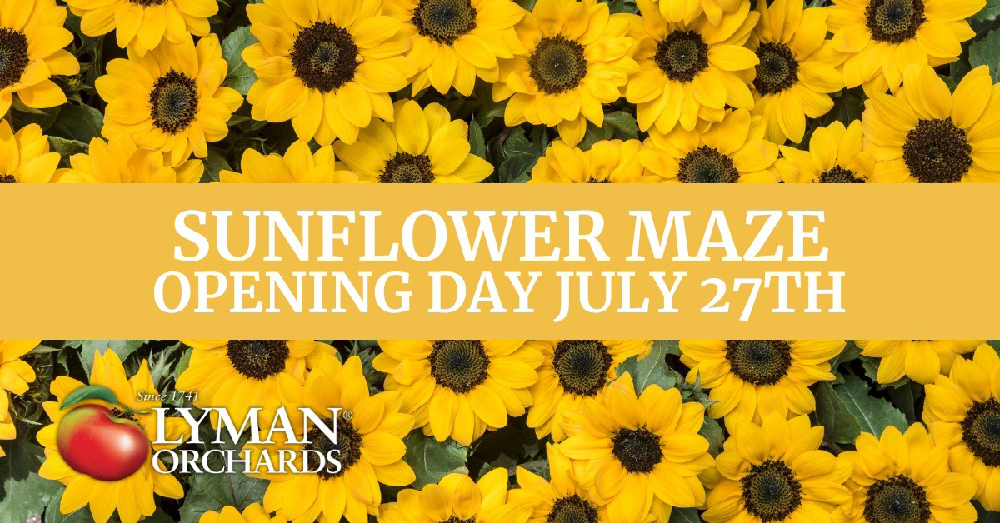 Sunflower Maze at Lyman Orchards in Middlefield, Connecticut in july 2024