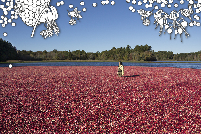 Cranberry Bog from the Water Walk Series by January Yoon Cho 