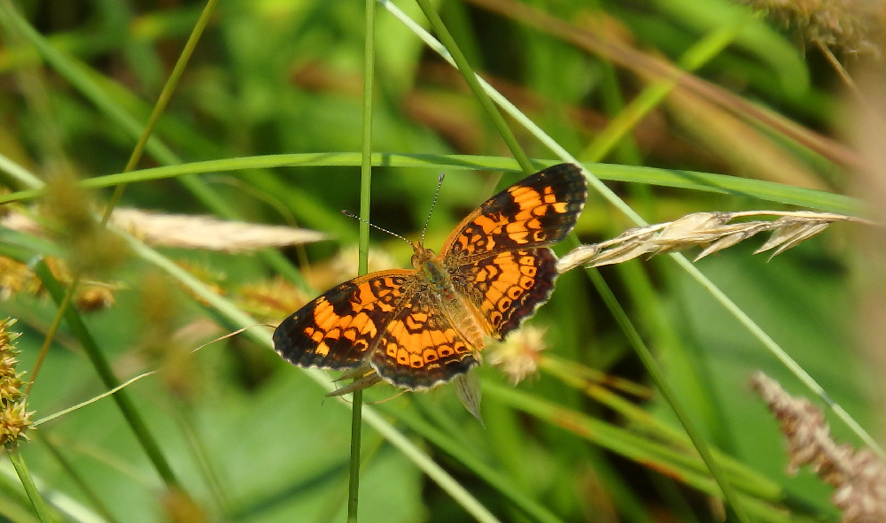 Butterfly walk in westbrook connecticut in August 2024