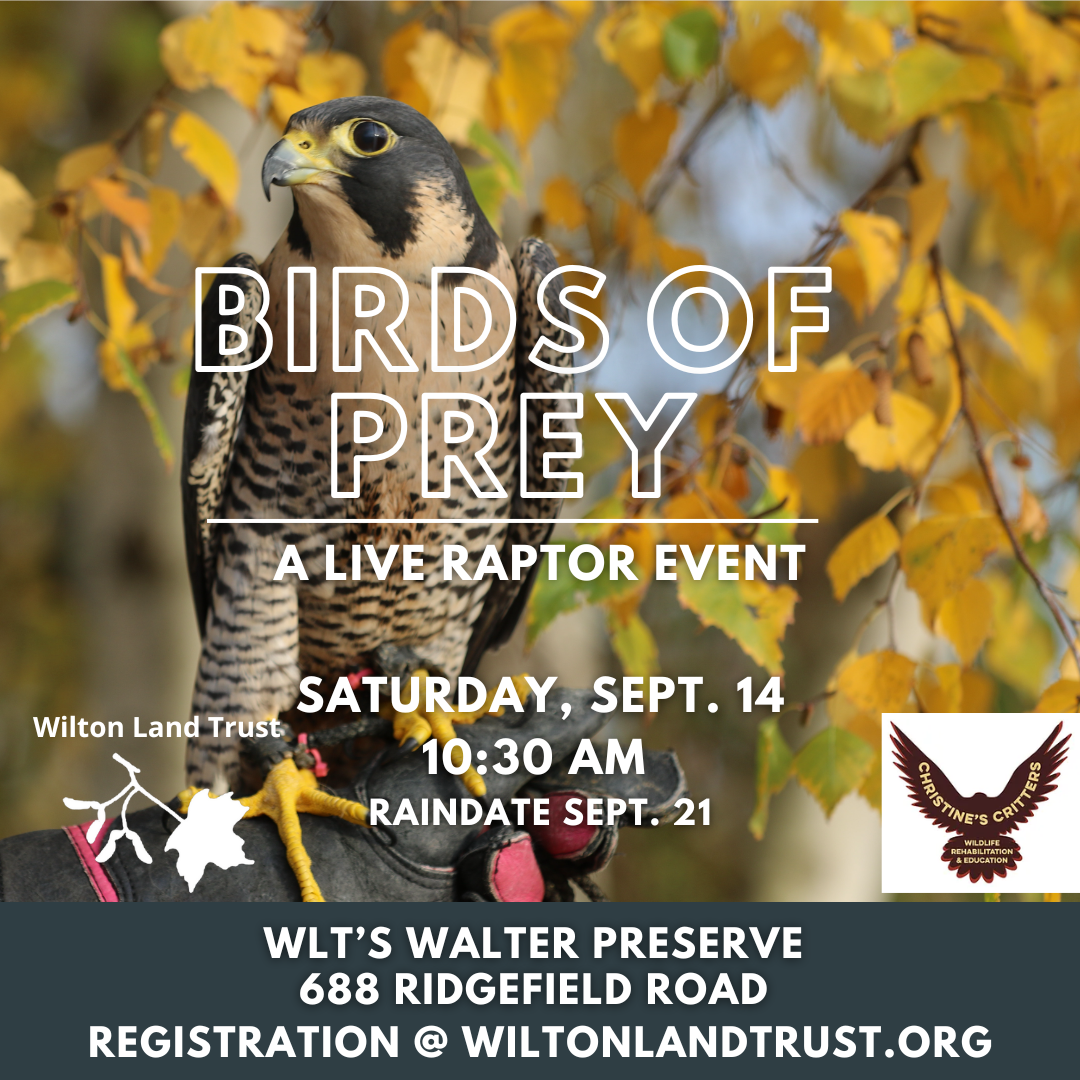 Birds of prey event by wilton land trust in wilton connecticut in Spetmber 2024