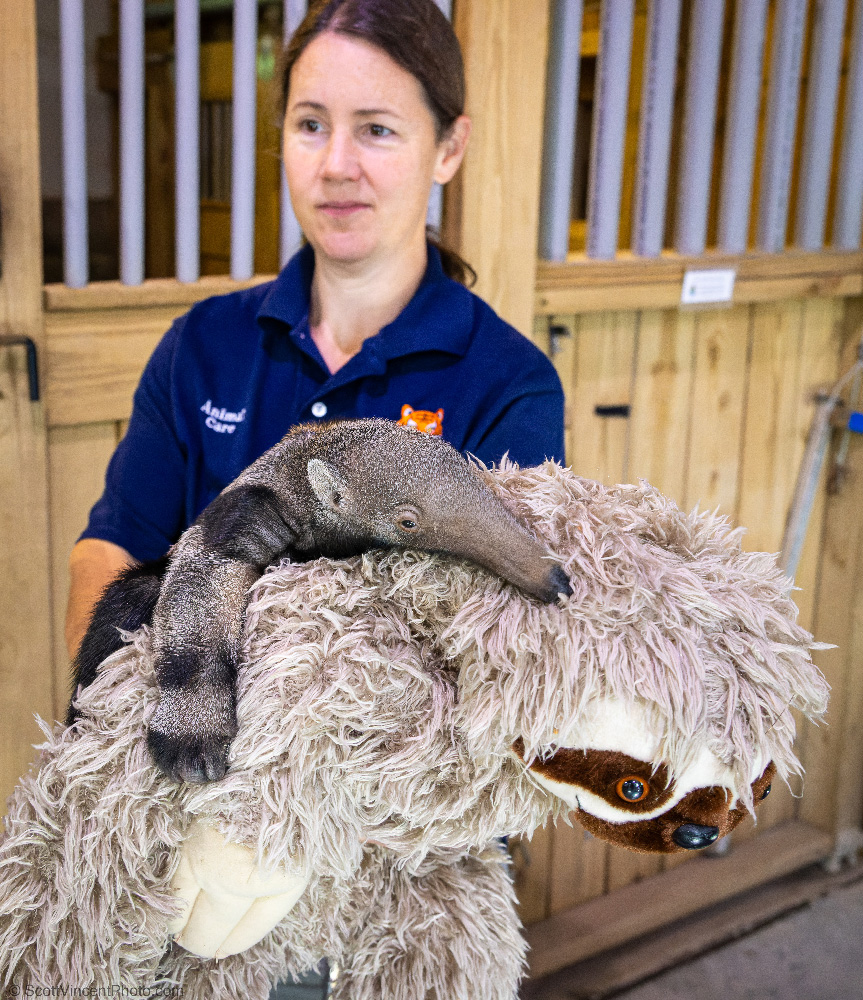 baby anteater at Connecticut's beardsley zoo in bridgeport, Conencticut