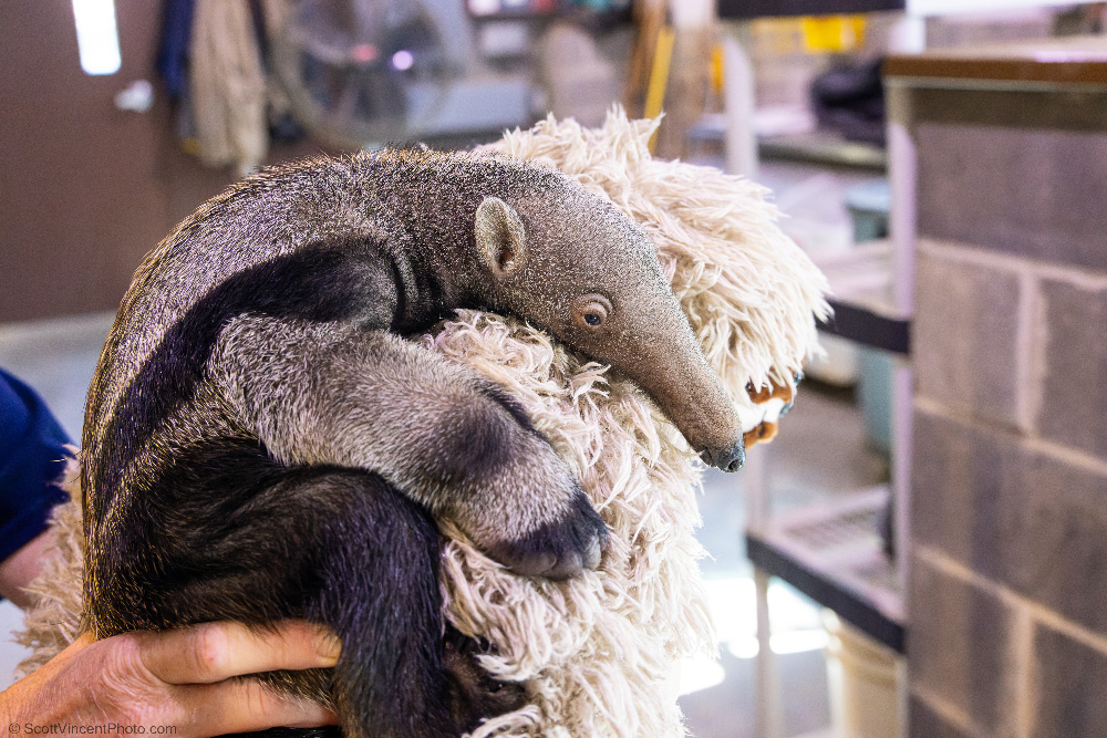 baby anteater at Connecticut's beardsley zoo in bridgeport, Conencticut