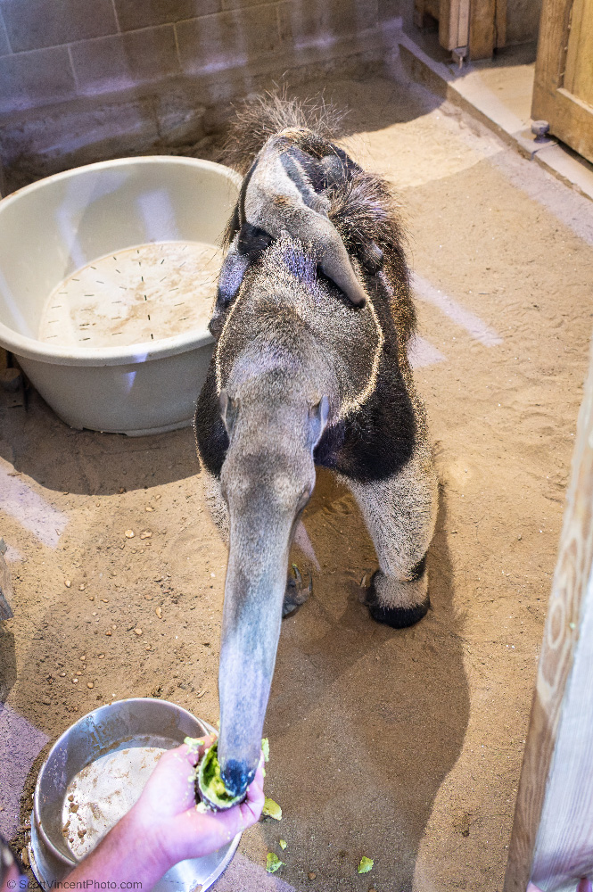 baby anteater at Connecticut's Beardsley zoo in bridgeport, Connecticut