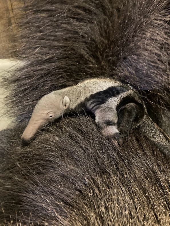 baby anteater at Connecticut's Beardsley zoo in bridgeport, Connecticut