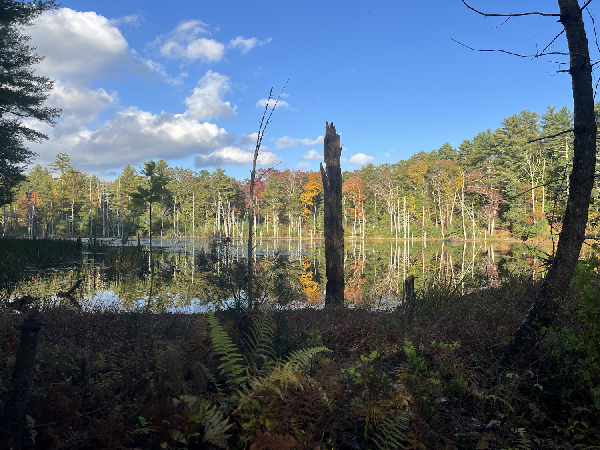 Busy beavers dammed a stream to create this pond in the Blackmore
Forest