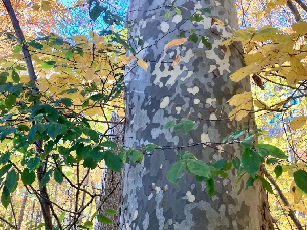 Tree ID walk at EarthPlace in Norwalk, Connecticut in October 2024