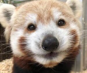 Barry the red panda at Connecticut's Beardsley Zoo in Brideport, Connecticut