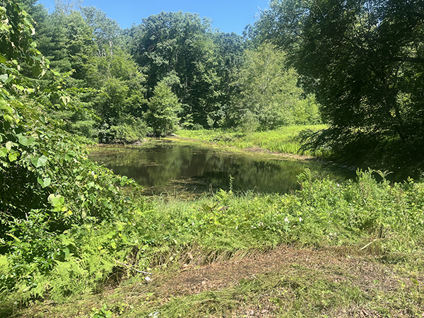 The flora and fauna in the small pond will be protected by the Wyndham Land
Trus