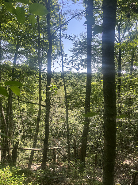 The land rises quickly to an undeveloped area east of Mashentuck Road