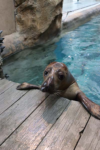 Mikey grey seal at the maritime aquarium in Norwalk connecticut 