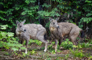 Gorals arrive at Connecticut's Beardsley zoo in Bridgeport Connecticut in June 2025