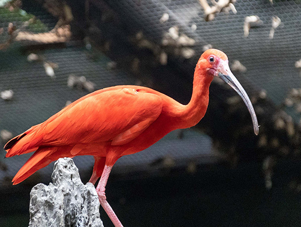 Scarlet Ibises,  at Connecticut Beardsley Zoo in Bridgeport, Connecticut 