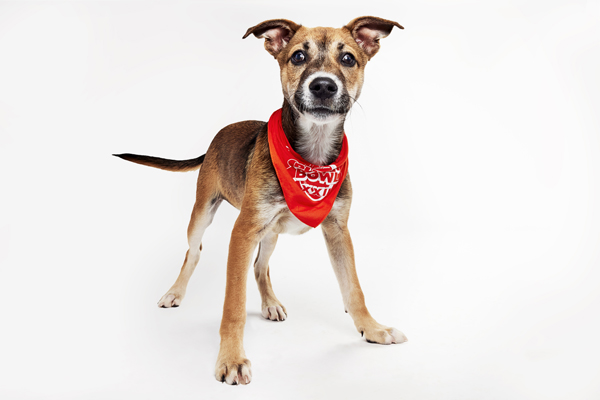 2026 Puppy Bowl - Connecticut dogs 