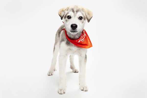 2026 Puppy Bowl - Connecticut dogs 