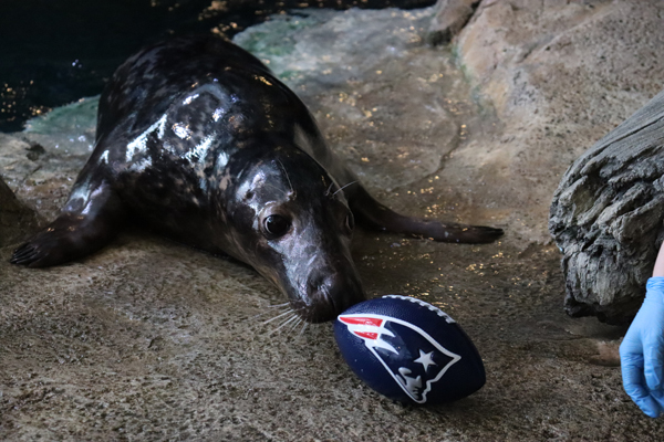 Mikey the gray seal predicts the Super Bowl winner on February 4, 2026