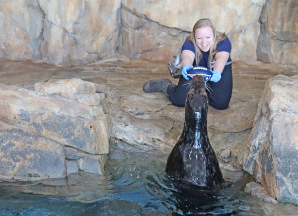 Mikey the gray seal predicts the Super Bowl winner on February 4, 2026
