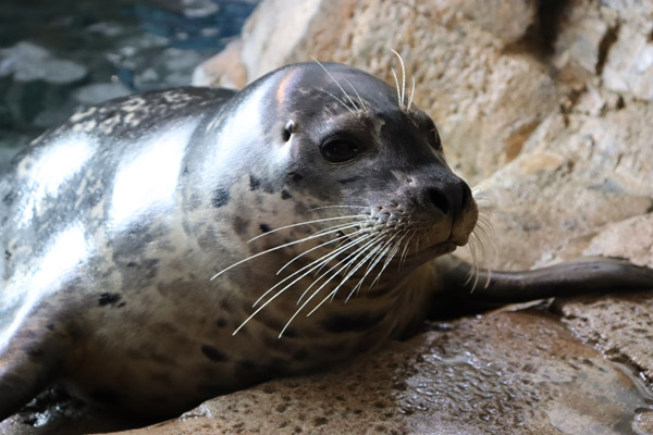 Kaya photo via Maritime Aquarium at Norwalk 