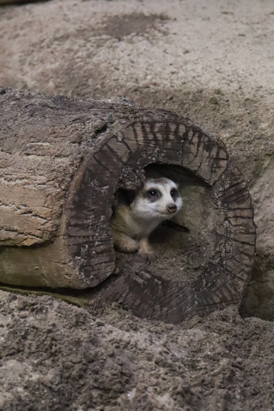 Willow the Meerkat at the Maritime Aquarium at Norwalk 