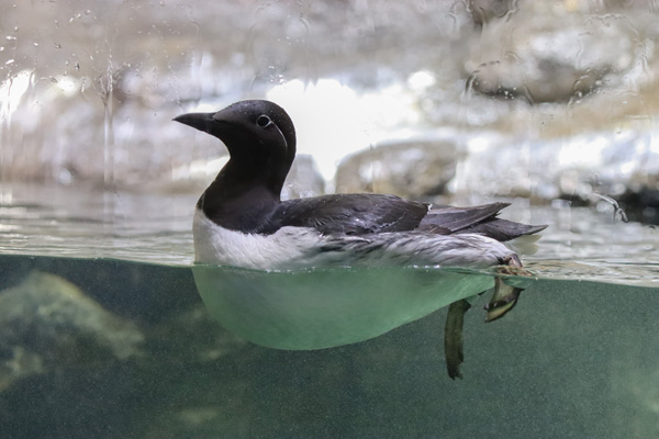 Common murres the Maritime Aquarium in Norwalk, Connecticut