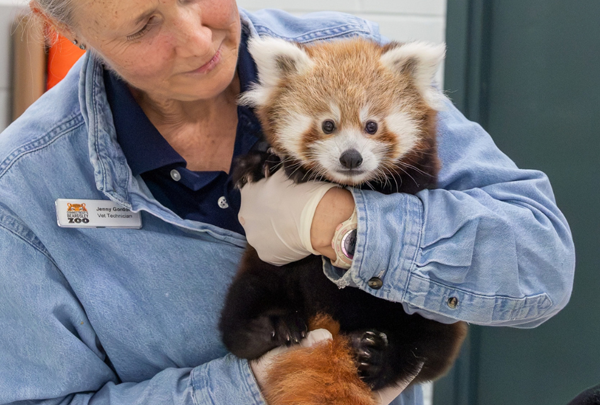 Baby Red Panda born at Connecticut's Beardsley Zoo in June 2026