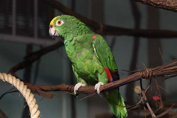 Yellow crowned amazon parrot at the maritime aquarium at norwalk